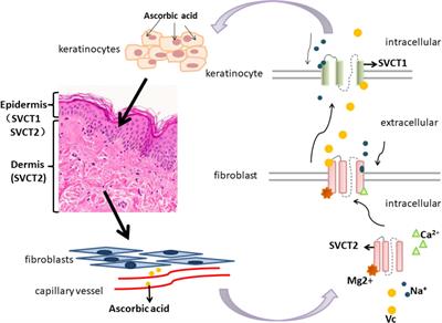 Frontiers Role of Vitamin C in Skin Diseases